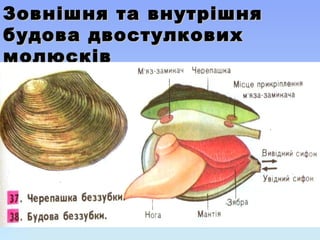 Зовнішня та внутрішняЗовнішня та внутрішня
будова двостулковихбудова двостулкових
молюсківмолюсків
 