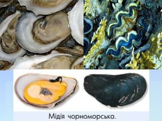 клас двостулкові