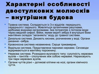 Характерні особливостіХарактерні особливості
двостулкових молюсківдвостулкових молюсків
– внутрішня будова– внутрішня будова
 Травна система. Складається із 3-х відділів: переднього,Травна система. Складається із 3-х відділів: переднього,
середнього і заднього. Живляться органічними рештками,середнього і заднього. Живляться органічними рештками,
дрібними водними організмами. Їжа потрапляє з потоком водидрібними водними організмами. Їжа потрапляє з потоком води
через ввідний сифон. Війки, якими вкриті зябра й внутрішні бокичерез ввідний сифон. Війки, якими вкриті зябра й внутрішні боки
мантійних складок “заганяють” воду до травної системи.мантійних складок “заганяють” воду до травної системи.
 Дихальна система. Дихають киснем, розчиненим у воді. ОрганиДихальна система. Дихають киснем, розчиненим у воді. Органи
дихання –зябра.дихання –зябра.
 Кровоносна система незамкнена. Серце трикамерне.Кровоносна система незамкнена. Серце трикамерне.
 Видільна система. Представлена парними нирками. СечоводиВидільна система. Представлена парними нирками. Сечоводи
відкриваються в мантійну порожнину.відкриваються в мантійну порожнину.
 Нервова система. Розкидано-вузлового типу: сукупність нервовихНервова система. Розкидано-вузлового типу: сукупність нервових
вузлів – гангліїв – сполучених між собою нервами. Нараховуютьвузлів – гангліїв – сполучених між собою нервами. Нараховують
три пари нервових вузлів.три пари нервових вузлів.
 Органи чуттів різні – дотикові клітини на нозі, органи хімічногоОргани чуттів різні – дотикові клітини на нозі, органи хімічного
чуття.чуття.
 