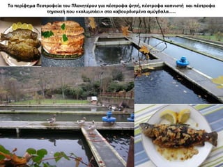 Τα περίφημα Πεστροφεία του Πλανητέρου για πέστροφα ψητή, πέστροφα καπνιστή και πέστροφα
τηγανιτή που «κολυμπάει» στα καβουρδισμένα αμύγδαλα……
 