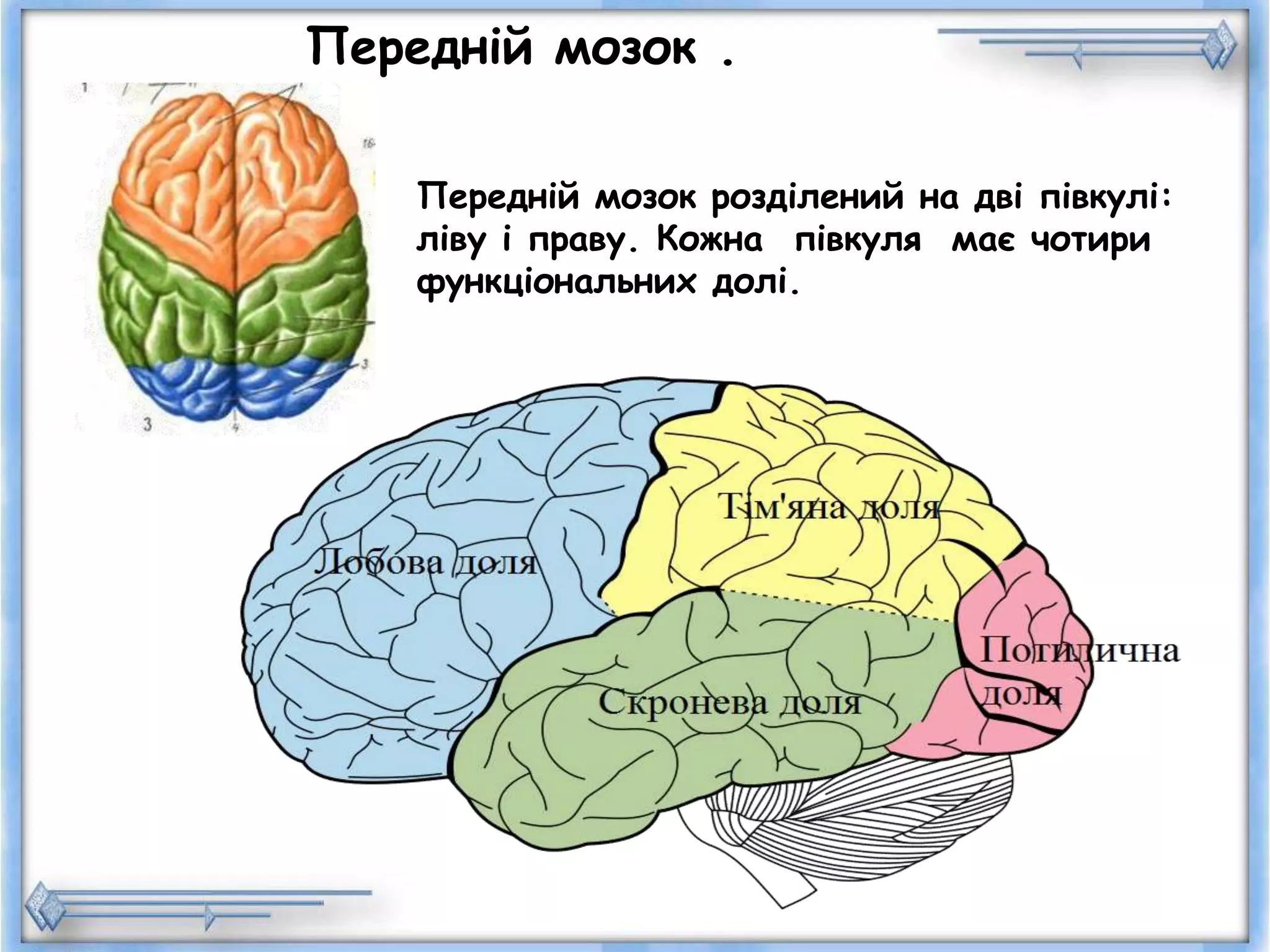 Головний мозок.Будова і функції. | PPT