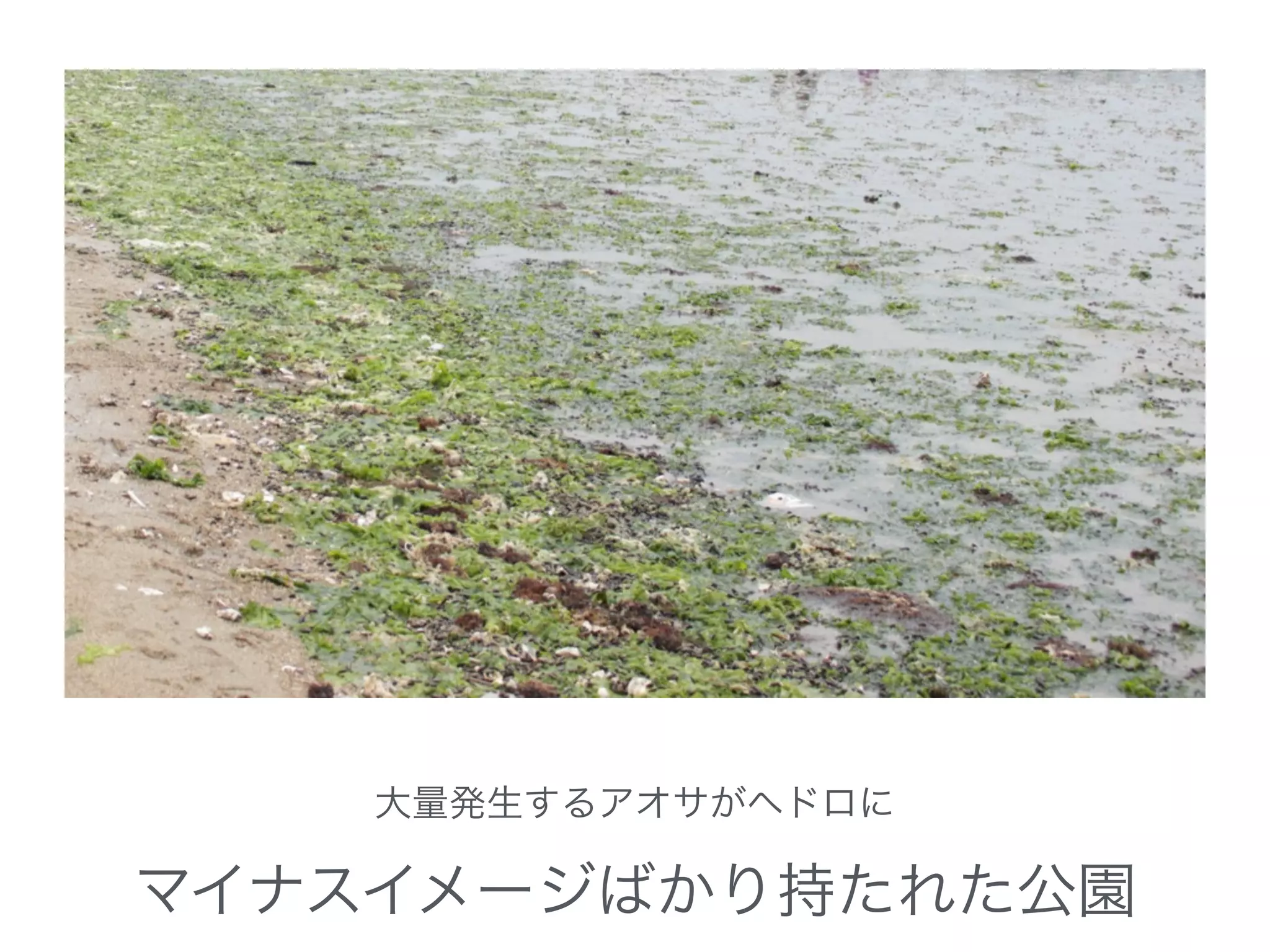 大量発生するアオサがヘドロに
マイナスイメージばかり持たれた公園
 