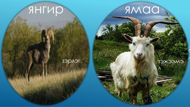 Яргуй
