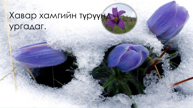 Яргуй