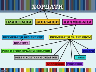 ХОРДАТИХОРДАТИ
ПЛАШТАШИ КОПЉАШИ КИЧМЕЊАЦИ
КИЧМЕЊАЦИ БЕЗ ВИЛИЦЕ КИЧМЕЊАЦИ СА ВИЛИЦОМ
КОЛОУСТЕ
РИБЕ С ХРСКАВИЧАВИМ СКЕЛЕТОМ
РИБЕ С КОШТАНИМ СКЕЛЕТОМ
ВОДОЗЕМЦИ ГМИЗАВЦИ
ПТИЦЕ
СИСАРИ
 