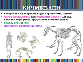 КИЧМЕЊАЦИКИЧМЕЊАЦИ
• Еволутивно најнапреднија група организама, одлике:
• ЧВРСТ ХРСКАВИЧАВ или КОШТАНИ СКЕЛЕТ (лобања,
кичмени стуб, ребра, грудна кост и скелет удова)
• ГЛАВА, ТРУП и РЕП
• ДВОБОЧНА СИМЕТРИЈА ТЕЛА
 