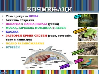 КИЧМЕЊАЦИКИЧМЕЊАЦИ
• Тело прекрива КОЖА
• Активно покретни
• НЕПАРНА и ПАРНА ПЕРАЈА (удови)
• МОЗАК, КИЧМЕНА МОЖДИНА и НЕРВИ
• КЛОАКА
• ЗАТВОРЕН КРВНИ СИСТЕМ (срце, артерије,
вене и капилари)
• ПОЛНО РАЗМНОЖАВАЊЕ
• БУБРЕЗИ
РИБЕ
ВОДОЗЕМЦИ
ГМИЗАВЦИ
ПТИЦЕ
СИСАРИ
 
