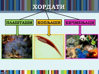 ХОРДАТИХОРДАТИ
ПЛАШТАШИ КОПЉАШИ КИЧМЕЊАЦИ
 