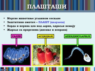 ПЛАШТАШИПЛАШТАШИ
• Морске животиње углавном сесилне
• Заштитини омотач – ПЛАШТ (целулоза)
• Хорда и нервна цев код ларви, одрасли немају
• Ждрело са прорезима (дисање и исхрана)
САЛПЕ АСЦИДИЈЕ АПЕНДИКУЛАРИЈЕ
 