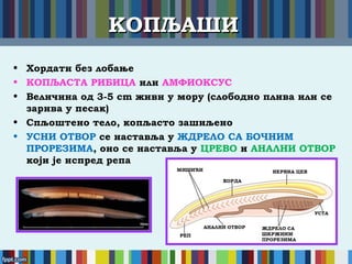 КОПЉАШИКОПЉАШИ
• Хордати без лобање
• КОПЉАСТА РИБИЦА или АМФИОКСУС
• Величина од 3-5 cm живи у мору (слободно плива или се
зарива у песак)
• Спљоштено тело, копљасто зашиљено
• УСНИ ОТВОР се наставља у ЖДРЕЛО СА БОЧНИМ
ПРОРЕЗИМА, оно се наставља у ЦРЕВО и АНАЛНИ ОТВОР
који је испред репа
 
