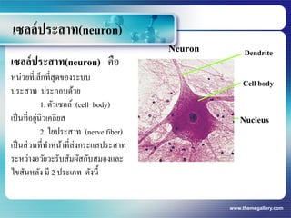 www.themegallery.com
เซลล์ประสาท(neuron)
เซลล์ประสาท(neuron) คือ
หน่วยที่เล็กที่สุดของระบบ
ประสาท ประกอบด้วย
1. ตัวเซลล์ (cell body)
เป็นที่อยู่นิวเคลียส
2. ใยประสาท (nerve fiber)
เป็นส่วนที่ทาหน้าที่ส่งกระแสประสาท
ระหว่างอวัยวะรับสัมผัสกับสมองและ
ไขสันหลัง มี 2 ประเภท ดังนี้
Nucleus
Cell body
DendriteNeuron
 