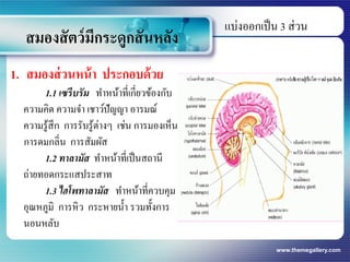 www.themegallery.com
สมองสัตว์มีกระดูกสันหลัง
แบ่งออกเป็น 3 ส่วน
1. สมองส่วนหน้า ประกอบด้วย
1.1 เซรีบรัม ทาหน้าที่เกี่ยวข้องกับ
ความคิด ความจา เชาว์ปัญญา อารมณ์
ความรู้สึก การรับรู้ต่างๆ เช่น การมองเห็น
การดมกลิ่น การสัมผัส
1.2 ทาลามัส ทาหน้าที่เป็นสถานี
ถ่ายทอดกระแสประสาท
1.3 ไฮโพทาลามัส ทาหน้าที่ควบคุม
อุณหภูมิ การหิว กระหายน้า รวมทั้งการ
นอนหลับ
 