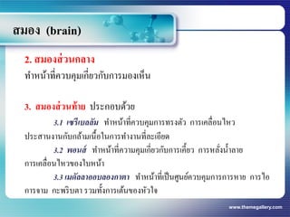 www.themegallery.com
สมอง (brain)
2. สมองส่วนกลาง
ทาหน้าที่ควบคุมเกี่ยวกับการมองเห็น
3. สมองส่วนท้าย ประกอบด้วย
3.1 เซรีเบลลัม ทาหน้าที่ควบคุมการทรงตัว การเคลื่อนไหว
ประสานงานกับกล้ามเนื้อในการทางานที่ละเอียด
3.2 พอนส์ ทาหน้าที่ความคุมเกี่ยวกับการเคี้ยว การหลั่งน้าลาย
การเคลื่อนไหวของใบหน้า
3.3 เมดัลลาออบลองกาตา ทาหน้าที่เป็นศูนย์ควบคุมการการหาย การไอ
การจาม กะพริบตา รวมทั้งการเต้นของหัวใจ
 