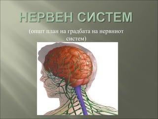 (општ план на градбата на нервниот
систем)
 