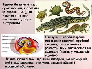 Плазуни - холоднокровні,
переважно наземні, хребетні
тварини, розмноження і
розвиток яких відбувається на
суходолі (навіть у мешканців
водойм).
Відомо близько 6 тис.
сучасних видів плазунів
(в Україні - 21), які
поширені на всіх
континентах, окрім
Антарктиди.
Це пов'язано з тим, що яйця плазунів, на відміну від
риб і земноводних, оточують захисні яйцеві і
зародкові оболонки.
 