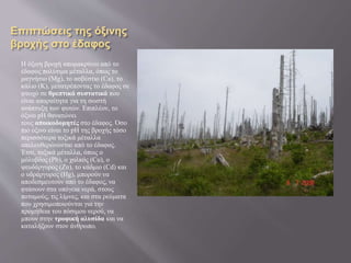 Επιπτώσεις της όξινης
βροχής στο έδαφος
Η όξινη βροχή απομακρύνει από το
έδαφος πολύτιμα μέταλλα, όπως το
μαγνήσιο (Μg), το ασβέστιο (Ca), το
κάλιο (K), μετατρέποντας το έδαφος σε
φτωχό σε θρεπτικά συστατικά που
είναι απαραίτητα για τη σωστή
ανάπτυξη των φυτών. Επιπλέον, το
όξινο pH θανατώνει
τους αποικοδομητές στο έδαφος. Όσο
πιο όξινο είναι το pH της βροχής τόσο
περισσότερα τοξικά μέταλλα
απελευθερώνονται από το έδαφος.
Έτσι, τοξικά μέταλλα, όπως ο
μόλυβδος (Pb), ο χαλκός (Cu), ο
ψευδάργυρος (Zn), το κάδμιο (Cd) και
ο υδράργυρος (Hg), μπορούν να
αποδεσμευτούν από το έδαφος, να
φτάσουν στα υπόγεια νερά, στους
ποταμούς, τις λίμνες, και στα ρεύματα
που χρησιμοποιούνται για την
προμήθεια του πόσιμου νερού, να
μπουν στην τροφική αλυσίδα και να
καταλήξουν στον άνθρωπο.
 