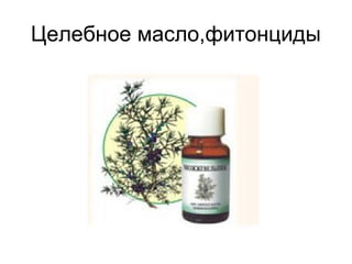 Целебное масло,фитонциды
 