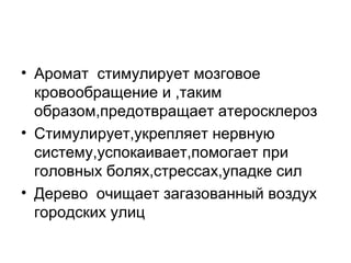 • Аромат стимулирует мозговое
кровообращение и ,таким
образом,предотвращает атеросклероз
• Стимулирует,укрепляет нервную
систему,успокаивает,помогает при
головных болях,стрессах,упадке сил
• Дерево очищает загазованный воздух
городских улиц
 