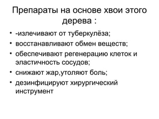 Препараты на основе хвои этого
дерева :
• -излечивают от туберкулёза;
• восстанавливают обмен веществ;
• обеспечивают регенерацию клеток и
эластичность сосудов;
• снижают жар,утоляют боль;
• дезинфицируют хирургический
инструмент
 