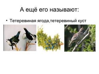 А ещё его называют:
• Тетеревиная ягода,тетеревиный куст
 