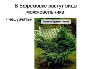 В Ефремовке растут виды
можжевельника:
• чешуйчатый
 