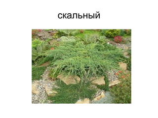 скальный
 