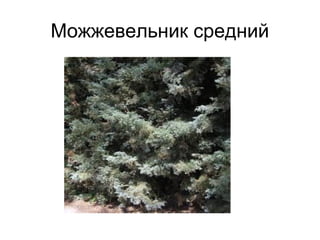 Можжевельник средний
 
