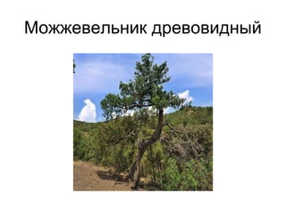 Можжевельник древовидный
 