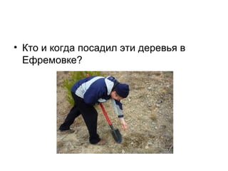 • Кто и когда посадил эти деревья в
Ефремовке?
 