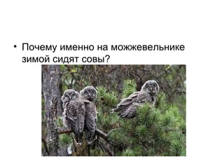 • Почему именно на можжевельнике
зимой сидят совы?
 