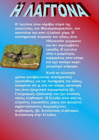 Η Λαγγόνα είναι υδρόβιο πτηνό της
οικογενείας των Φαλακροκορακιδών, που
απαντάται και στον ελλαδικό χώρο. Η
επιστημονική ονομασία του είδους είναι
Microcarbo pygmaeus
και δεν περιλαμβάνει
υποείδη. Η λαγγόνα
είναι ο μικρότερος
κορμοράνος στον κόσμο
και έχει σκούρο καφέ-
μαυριδερό πτέρωμα.
Κατά τα τελευταία
χρόνια καταβάλλονται συστηματικές
προσπάθειες για την διατήρηση του είδους,
δεδομένου ότι η, ανά τον κόσμο, κατανομή
του είναι εξαιρετικά περιορισμένη (βλ.
Γεωγραφική εξάπλωση) και έχει ανοδικές
τάσεις πληθυσμού. Η Ελλάδα είναι από τις
ελάχιστες ευρωπαϊκές χώρες που φιλοξενεί
σημαντικότατους διαχειμάζοντες
πληθυσμούς (βλ. Κατάσταση πληθυσμού,
Κατάσταση στην Ελλάδα).
 