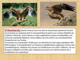 Ο Βασιλαετός (Aquila heliaca) είναι ένα από τα σπανιότερα αρπακτικά πουλιά
της Ευρώπης με κατανομή από τη νοτιοανατολική Ευρώπη έως τη λίμνη Βαϊκάλη και
το βόρειο Πακιστάν. Στην Ευρώπη το είδος εμφανίζεται κυρίως στα Καρπάθια, στα
νότια και ανατολικά Βαλκάνια, στους λόφους και στις στέπες της νοτιοανατολικής
Ουκρανίας και της Ρωσίας.
Η εκτίμηση του ευρωπαϊκού πληθυσμού του Βασιλαετού ήταν μέχρι πρόσφατα 363-
604 ζευγάρια. Η αντικατάσταση των πλούσιων παραδοσιακών αγροτικών τοπίων από
μονοκαλλιέργειες, οδήγησε στη μείωση των πληθυσμών των ειδών. Πιθανώς, την πιο
δυσμενή επίδραση στο είδος έχει η δραματική μείωση των πεδινών δασών και η
αποξήρανση των υγροτόπων
 