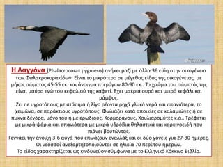 Η Λαγγόνα (Phalacrocorax pygmeus) ανήκει μαζί με άλλα 36 είδη στην οικογένεια
των Φαλακροκορακίδων. Είναι το μικρότερο σε μέγεθος είδος της οικογένειας, με
μήκος σώματος 45-55 εκ. και άνοιγμα πτερύγων 80-90 εκ.. Το χρώμα του σώματός της
είναι μαύρο ενώ του κεφαλιού της καφετί. Έχει μακριά ουρά και μικρό κεφάλι και
ράμφος.
Ζει σε υγροτόπους με στάσιμα ή λίγο ρέοντα ρηχά γλυκά νερά και σπανιότερα, το
χειμώνα, σε παράκτιους υγροτόπους. Φωλιάζει κατά αποικίες σε καλαμιώνες ή σε
πυκνά δένδρα, μόνο του ή με ερωδιούς, Κορμοράνους, Χουλιαρομύτες κ.ά.. Τρέφεται
με μικρά ψάρια και σπανιότερα με μικρά υδρόβια θηλαστικά και καρκινοειδή που
πιάνει βουτώντας.
Γεννάει την άνοιξη 3-6 αυγά που επωάζουν εναλλάξ και οι δύο γονείς για 27-30 ημέρες.
Οι νεοσσοί ανεξαρτητοποιούνται σε ηλικία 70 περίπου ημερών.
Το είδος χαρακτηρίζεται ως κινδυνεύον σύμφωνα με το Ελληνικό Κόκκινο Βιβλίο.
 
