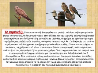 Το κιρκινέζι (Falco naumanni), ένα γεράκι που μοιάζει πολύ με το βραχοκιρκίνεζο
(Falco tinnunculus), το κοινότερο γεράκι στην Ελλάδα και την Ευρώπη, συμπεριλαμβάνεται
στα παγκόσμια απειλούμενα είδη. Συγκρίνει το μέγεθος, το χρώμα, τα σχέδια στην ουρά,
το μέγεθος της οφθαλμικής λωρίδας, τον τρόπο πετάγματος κ.λπ. Οι διαφορές του από το
παρόμοιο και πολύ συγγενικό του βραχοκιρκίνεζο είναι οι εξής: Είναι πιο ανοικτόχρωμο
από κάτω, τα χρώματα από πάνω είναι πιο απαλά και στο αρσενικό, τα δευτερεύοντα
καλυπτήρια στις φτερούγες έχουν μπλε-γκρι χρώμα. Το πέταγμά του είναι πιο ενεργό, ενώ
ο μετεωρισμός (πέταγμα επί τόπου για την αναζήτηση της λείας) διαρκεί έως 6
δευτερόλεπτα. Τότε μπορούμε επίσης να διακρίνουμε, ότι η ουρά του είναι γωνιώδης
καθώς τα δύο μεσαία εξωτερικά πηδαλιούχα (μεγάλα φτερά της ουράς) είναι μεγαλύτερα.
Τον χειμώνα είναι απίθανο να τα δούμε στη χώρα μας, εκτός από εξαιρετικά σπάνιες
περιπτώσεις, η διατροφή του περιλαμβάνει ποντίκια και σαύρες.
 