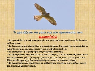 Τι χρειάζεται να γίνει για την προστασία των
κιρκινεζιών:
Να προωθηθεί η οικολογική γεωργία και η κατανάλωση προϊόντων βιολογικών
καλλιεργειών.
Να διατηρείται μια χέρσα ζώνη στο χωράφι και να διατηρούνται τα χωράφια σε
αγρανάπαυση ή να χρησιμοποιούνται σαν λιβάδι περιοδικά.
Να διατηρηθεί η κτηνοτροφία στις γεωργικές εκτάσεις
Να διατηρηθούν τα παλιά σπίτια και οι αποθήκες, ή να κατασκευάζονται τα νέα
με κεραμίδια και γείσο (οι τεχνητές φωλιές για το είδος είναι η τελική λύση και
θέλουν πολύ προσοχή. Θα αναφερθούμε σ’ αυτές σε επόμενο τεύχος).
Να ενημερωθούν οι αγρότες και οι μαθητές των περιοχών για το είδος, ώστε η
προστασία να γίνεται τοπικά.
 