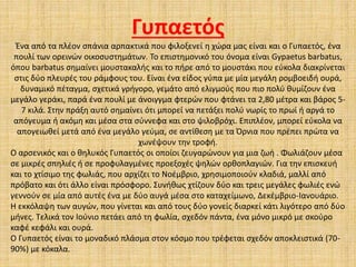 Γυπαετός
Ένα από τα πλέον σπάνια αρπακτικά που φιλοξενεί η χώρα μας είναι και ο Γυπαετός, ένα
πουλί των ορεινών οικοσυστημάτων. Το επιστημονικό του όνομα είναι Gypaetus barbatus,
όπου barbatus σημαίνει μουστακαλής και το πήρε από το μουστάκι που εύκολα διακρίνεται
στις δύο πλευρές του ράμφους του. Είναι ένα είδος γύπα με μία μεγάλη ρομβοειδή ουρά,
δυναμικό πέταγμα, σχετικά γρήγορο, γεμάτο από ελιγμούς που πιο πολύ θυμίζουν ένα
μεγάλο γεράκι, παρά ένα πουλί με άνοιγγμα φτερών που φτάνει τα 2,80 μέτρα και βάρος 5-
7 κιλά. Στην πράξη αυτό σημαίνει ότι μπορεί να πετάξει πολύ νωρίς το πρωί ή αργά το
απόγευμα ή ακόμη και μέσα στα σύννεφα και στο ψιλοβρόχι. Επιπλέον, μπορεί εύκολα να
απογειωθεί μετά από ένα μεγάλο γεύμα, σε αντίθεση με τα Όρνια που πρέπει πρώτα να
χωνέψουν την τροφή.
Ο αρσενικός και ο θηλυκός Γυπαετός οι οποίοι ζευγαρώνουν για μια ζωή . Φωλιάζουν μέσα
σε μικρές σπηλιές ή σε προφυλαγμένες προεξοχές ψηλών ορθοπλαγιών. Για την επισκευή
και το χτίσιμο της φωλιάς, που αρχίζει το Νοέμβριο, χρησιμοποιούν κλαδιά, μαλλί από
πρόβατο και ότι άλλο είναι πρόσφορο. Συνήθως χτίζουν δύο και τρεις μεγάλες φωλιές ενώ
γεννούν σε μία από αυτές ένα με δύο αυγά μέσα στο καταχείμωνο, Δεκέμβριο-Ιανουάριο.
Η εκκόλαψη των αυγών, που γίνεται και από τους δύο γονείς διαρκεί κάτι λιγότερο από δύο
μήνες. Τελικά τον Ιούνιο πετάει από τη φωλία, σχεδόν πάντα, ένα μόνο μικρό με σκούρο
καφέ κεφάλι και ουρά.
Ο Γυπαετός είναι το μοναδικό πλάσμα στον κόσμο που τρέφεται σχεδόν αποκλειστικά (70-
90%) με κόκαλα.
 