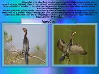 κ
Η Λαγγόνα είναι υδρόβιο πτηνό της οικογενείας των Φαλακροκορακιδών, που
απαντά και στον ελλαδικό χώρο. Η επιστημονική ονομασία του είδους είναι Microcarbo pygmaeus και
δεν περιλαμβάνει υποείδη. Η Λαγγόνα είναι ο μικρότερος κορμοράνος στον κόσμο και έχει σκούρο
καφέ-μαυριδερό πτέρωμα.
Κατά τα τελευταία χρόνια καταβάλλονται συστηματικές προσπάθειες για την διατήρηση του είδους,
δεδομένου ότι η, ανά τον κόσμο, κατανομή του είναι εξαιρετικά περιορισμένη και έχει ανοδικές τάσεις
πληθυσμού. Η Ελλάδα είναι από τις ελάχιστες ευρωπαϊκές χώρες που φιλοξενεί σημαντικότατους
διαχειμάζοντες πληθυσμούς.
 