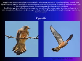 Κιρκινέζι είναι ένα αποκλειστικά μεταναστευτικό είδος. Είναι χαρακτηριστικό ότι, με εξαίρεση κάποιες περιοχές στην
Αφρική (Τυνησία, Αίγυπτο, Μαρόκο), και κάποιους θύλακες στην Ισπανία, όπου απαντάται καθ' όλη τη διάρκεια του έτους,
σε όλες τις υπόλοιπες περιοχές, είναι είτε καλοκαιρινός, είτε χειμερινός επισκέπτης.
Στην Ελλάδα έρχεται το καλοκαίρι για αναπαραγωγή και, το ίδιο ισχύει για μία μεγάλη ζώνη που περιλαμβάνει τη
Μεσόγειο, μέρος των Βαλκανίων και φτάνει μέχρι την Κίνα. Αντίθετα, διαχειμάζει σε εκτεταμένες περιοχές της κεντρικής
και νότιας Αφρικής.
Κιρκινέζι
Αργυρώ Βαφειάδου 26/6/2015
 