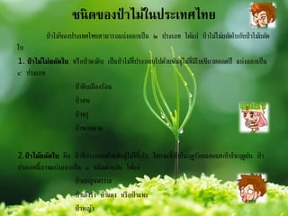 ชนิดของป่ าไม้ในประเทศไทย
ป่าไม้ของประเทศไทยสามารถแบ่งออกเป็น ๒ ประเภท ได้แก่ ป่าไม้ไม่ผลัดใบกับป่าไม้ผลัด
ใบ
1. ป่ าไม้ไม่ผลัดใบ หรือป่าดงดิบ เป็นป่าไม้ที่ประกอบไปด้วยพันธุ์ไม้ที่มีใบเขียวตลอดปี แบ่งออกเป็น
๔ ประเภท
ป่าดิบเมืองร้อน
ป่าสน
ป่าพรุ
ป่าชายหาด
2.ป่ าไม้ผลัดใบ คือ ป่าที่ประกอบด้วยพันธุ์ไม้ที่ทิ้งใบ โดยจะทิ้งใบในฤดูร้อนและแตกใบในฤดูฝน ป่า
ประเภทนี้อาจแบ่งออกเป็น ๓ ชนิดด้วยกัน ได้แก่
ป่าเบญจพรรณ
ป่าเต็งรัง ป่าแดง หรือป่าแพะ
ป่าหญ้า
 