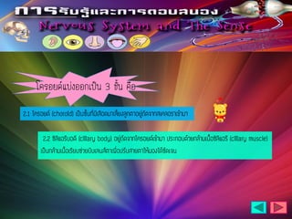 โครอยด์แบ่งออกเป็น 3 ชั้น คือ
 