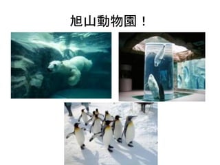 旭山動物園！	
 