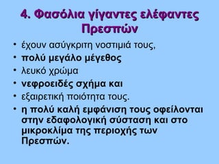 4. Φασόλια γίγαντες ελέφαντες4. Φασόλια γίγαντες ελέφαντες
ΠρεσπώνΠρεσπών
• έχουν ασύγκριτη νοστιμιά τους,
• πολύ μεγάλο μέγεθος
• λευκό χρώμα
• νεφροειδές σχήμα και
• εξαιρετική ποιότητα τους.
• η πολύ καλή εμφάνιση τους οφείλονται
στην εδαφολογική σύσταση και στο
μικροκλίμα της περιοχής των
Πρεσπών.
 