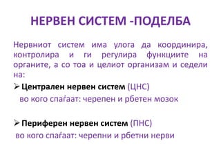 нервен систем | PPT