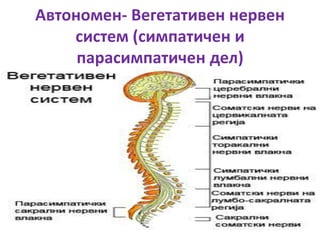 Автономен- Вегетативен нервен
систем (симпатичен и
парасимпатичен дел)
 