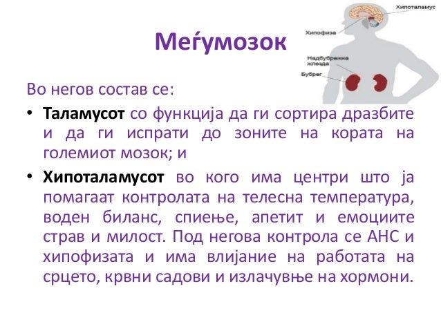 нервен систем