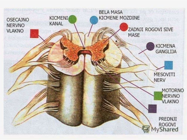 нервен систем