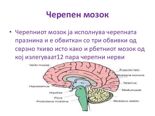 нервен систем