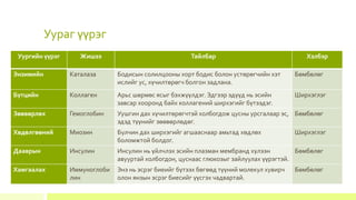 Уураг үүрэг
Уургийн үүрэг Жишээ Тайлбар Хэлбэр
Энзимийн Каталаза Бодисын солилцооны хорт бодис болон устөрөгчийн хэт
ислийг ус, хүчилтөрөгч болгон задлана.
Бөмбөлөг
Бүтцийн Коллаген Арьс шөрмөс ясыг бэхжүүлдэг. Эдгээр эдүүд нь эсийн
завсар хооронд байх коллагений ширхэгийг бүтээдэг.
Ширхэглэг
Зөөвөрлөх Гемоглобин Уушгин дах хүчилтөрөгчтэй холбогдож цусны урсгалаар эс,
эдэд түүнийг зөөвөрлөдөг.
Бөмбөлөг
Хөдөлгөөний Миозин Булчин дах ширхэгийг агшааснаар амьтад хөдлөх
боломжтой болдог.
Ширхэглэг
Дааврын Инсулин Инсулин нь үйлчлэх эсийн плазман мембранд хүлээн
авууртай холбогдон, цуснаас глюкозыг зайлуулах үүрэгтэй.
Бөмбөлөг
Хамгаалах Иммуноглоби
лин
Энэ нь эсрэг биеийг бүтээх бөгөөд түүний молекул хувирч
олон янзын эсрэг биесийг үүсгэх чадвартай.
Бөмбөлөг
 