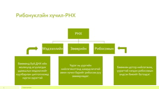 Рибонуклэйн хүчил-РНХ
Footer text here9
РНХ
Мэдээллийн Зөөврийн Рибосомын
Бөөмөнд буй ДНХ ийн
молекулд агуулагдах
удамшлын мэдээллийг
хуулбарлан циптоплазмд
хүргэх үүрэгтэй
Үүрэг нь уургийн
нийлэгжилтэнд шаардлагатай
амин хүчил бүрийг рибосом руу
зөөвөрлөдөг.
Бөөмхөн дотор нийлэгжиж,
уурагтай нэгдэн рибосомын
үндсэн биеийг бүтээдэг.
 