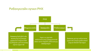 Рибонуклэйн хүчил-РНХ
Footer text here9
РНХ
Мэдээллийн Зөөврийн Рибосомын
Бөөмөнд буй ДНХ ийн
молекулд агуулагдах
удамшлын мэдээллийг
хуулбарлан циптоплазмд
хүргэх үүрэгтэй
Үүрэг нь уургийн
нийлэгжилтэнд шаардлагатай
амин хүчил бүрийг рибосом руу
зөөвөрлөдөг.
Бөөмхөн дотор нийлэгжиж,
уурагтай нэгдэн рибосомын
үндсэн биеийг бүтээдэг.
 